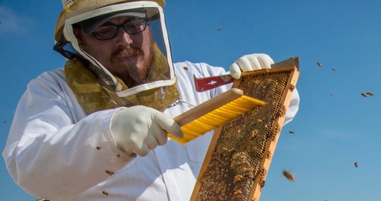 A beekeeper inspecting hives in a residential-style setting, the kind of setup an HOA covenant may or may not restrict