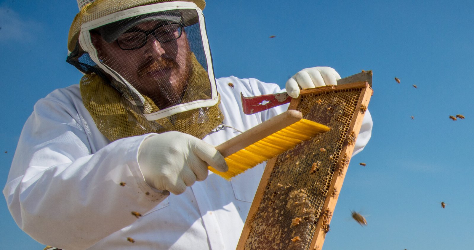 A beekeeper inspecting hives in a residential-style setting, the kind of setup an HOA covenant may or may not restrict