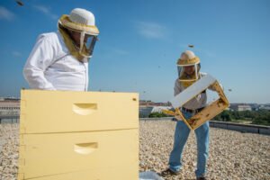 A beekeeper in full protective gear at the apiary, the kind of setting where a sting first aid kit should always be kept nearby