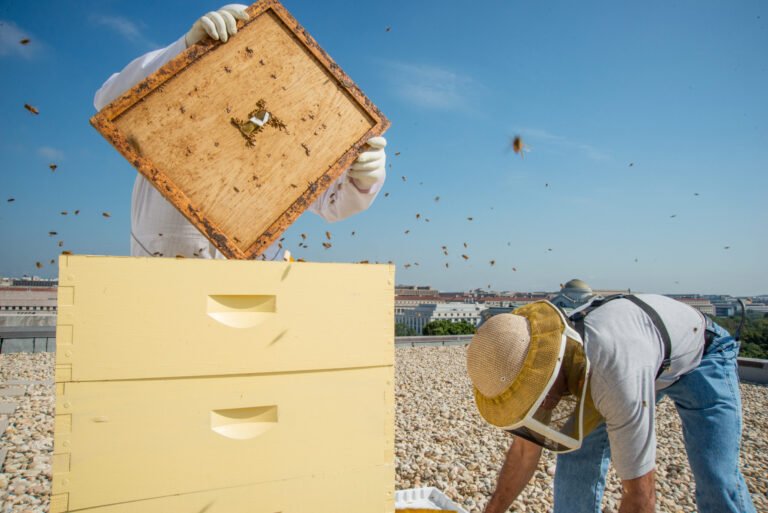 A beekeeper working hives positioned away from the main yard, the kind of distance that helps keep pets safely apart from an apiary