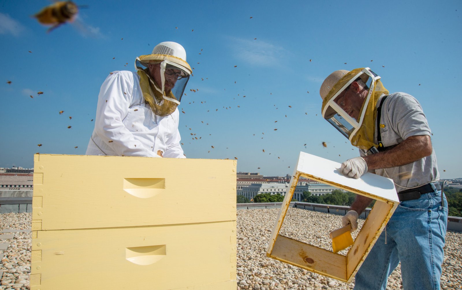 A beekeeper inspecting hive frames, illustrating the kind of accessible working height adaptive hive stands are designed to provide