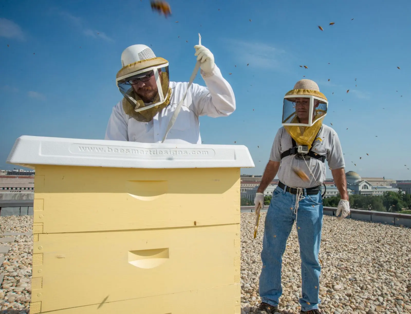 A beekeeper working near hives with a water source nearby, the kind of setup that keeps foraging bees away from a neighboring pool