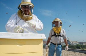 A beekeeper handling hive frames, the kind of direct contact with propolis that can trigger occupational contact dermatitis