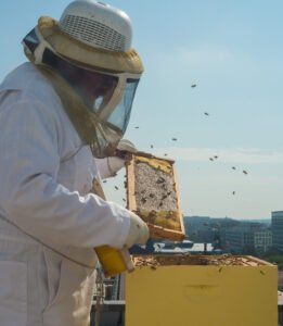 USDA technician harvesting honey from rooftop apiary hives