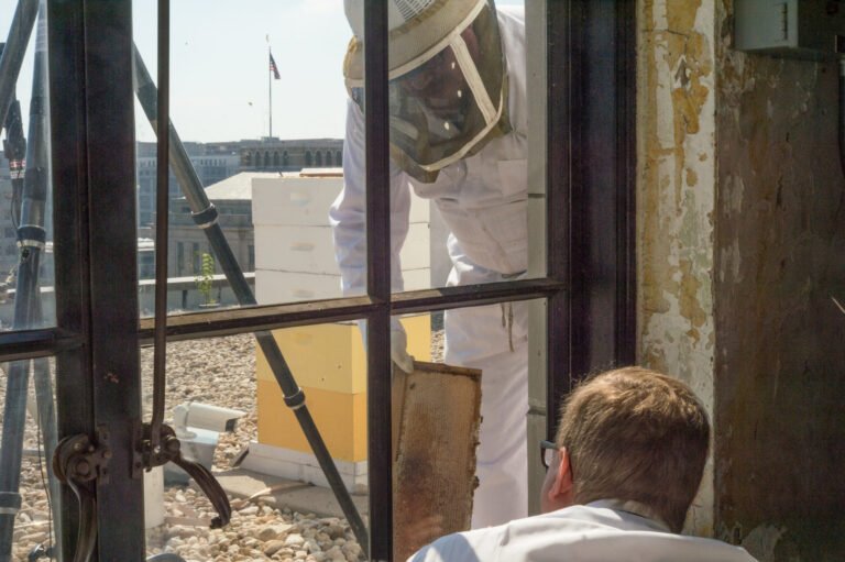 USDA technician showing a rack of honeycombs during a rooftop apiary harvest