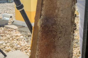 USDA apiary technician showing a honeycomb frame during harvest
