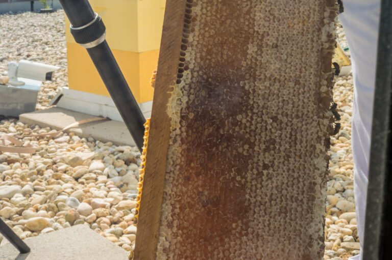 USDA apiary technician showing a honeycomb frame during harvest