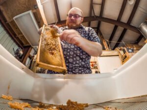 A beekeeper handling a honey bee colony, similar to the live-removal process a professional uses to relocate a hive from a structure