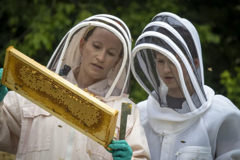 A beekeeper and her son harvesting honey from a registered backyard beehive, the kind of setup Florida requires FDACS registration for