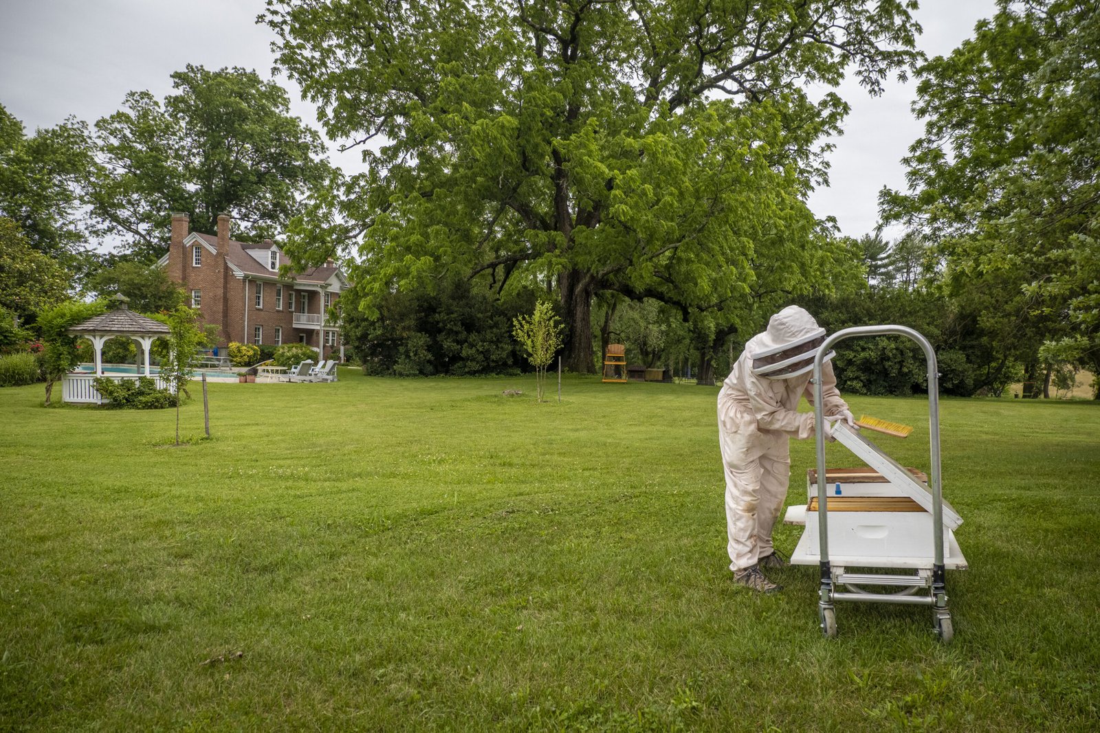 A beekeeper harvesting honey from a managed hive, the kind of registered colony Tennessee law requires every beekeeper to report to the state.