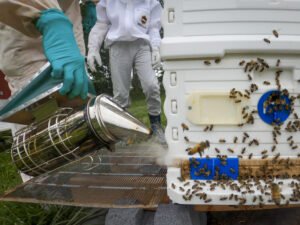 A beekeeper checking a backyard hive, the kind of hobbyist setup Georgia does not require state registration for