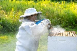 A beekeeper inspecting a row of registered beehives, the kind of apiary New York requires beekeepers to register with the state