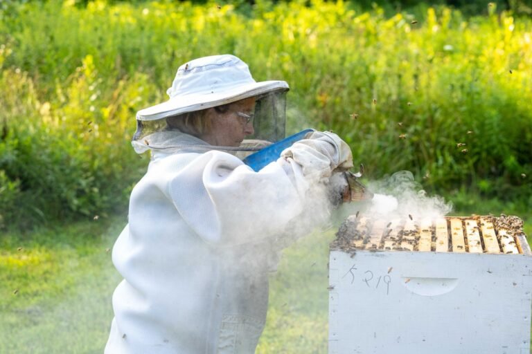 A beekeeper inspecting a row of registered beehives, the kind of apiary New York requires beekeepers to register with the state