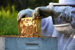 A beekeeper tending a small backyard apiary, the kind of five-or-fewer-hive setup protected under North Carolina law