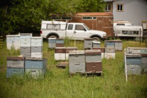 Rows of beehives in an open field apiary