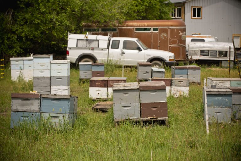 Rows of beehives in an open field apiary