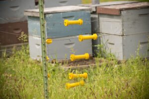 Rows of beehives at Rivulet Apiaries, Montana