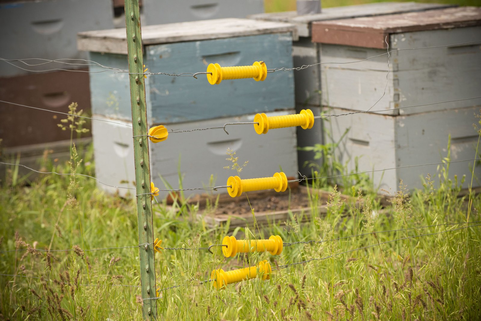 Rows of beehives at Rivulet Apiaries, Montana