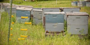 Row of beehives in an open apiary field