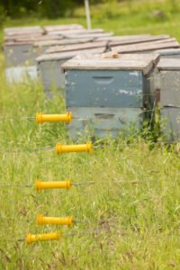 Beehives at Rivulet Apiaries in Montana