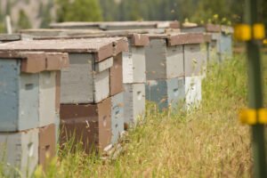 Beehives and pollinator habitat at Rivulet Apiaries in Montana