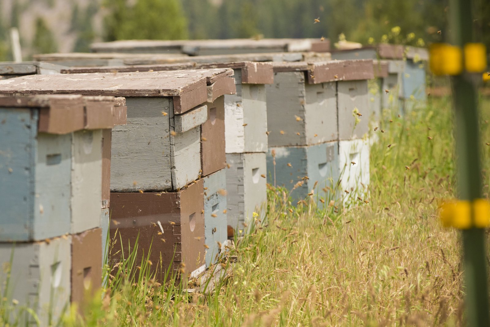 Beehives and pollinator habitat at Rivulet Apiaries in Montana