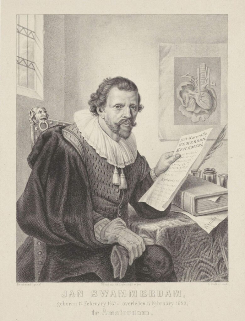 Engraved portrait of 17th-century Dutch naturalist Jan Swammerdam seated at a desk holding a manuscript, with an anatomical drawing on the wall behind him