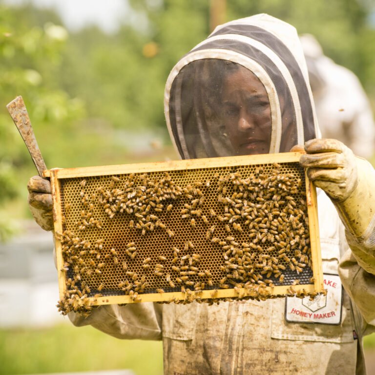 Registered beehives at an apiary, similar to those required to be registered with UDAF under Utah beekeeping law, USDA NRCS photo