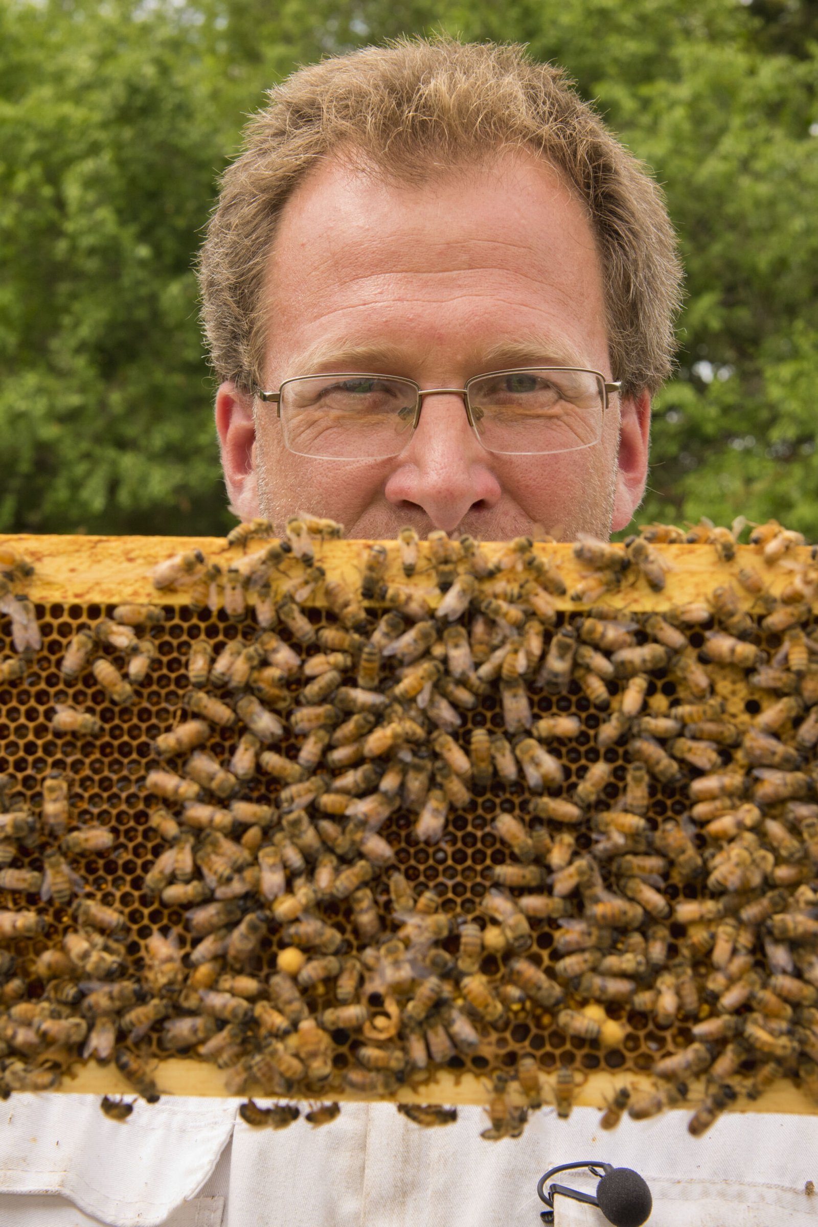 Beehives at an apiary, relevant to Nebraska beekeeping regulations