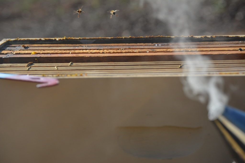 Beekeeper using a smoker while lifting a frame during a Florida apiary registration inspection