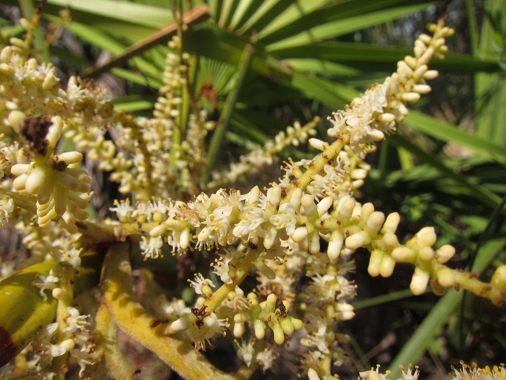 Close-up of small cream-colored saw palmetto flower clusters blooming among the plant's fan-shaped green fronds