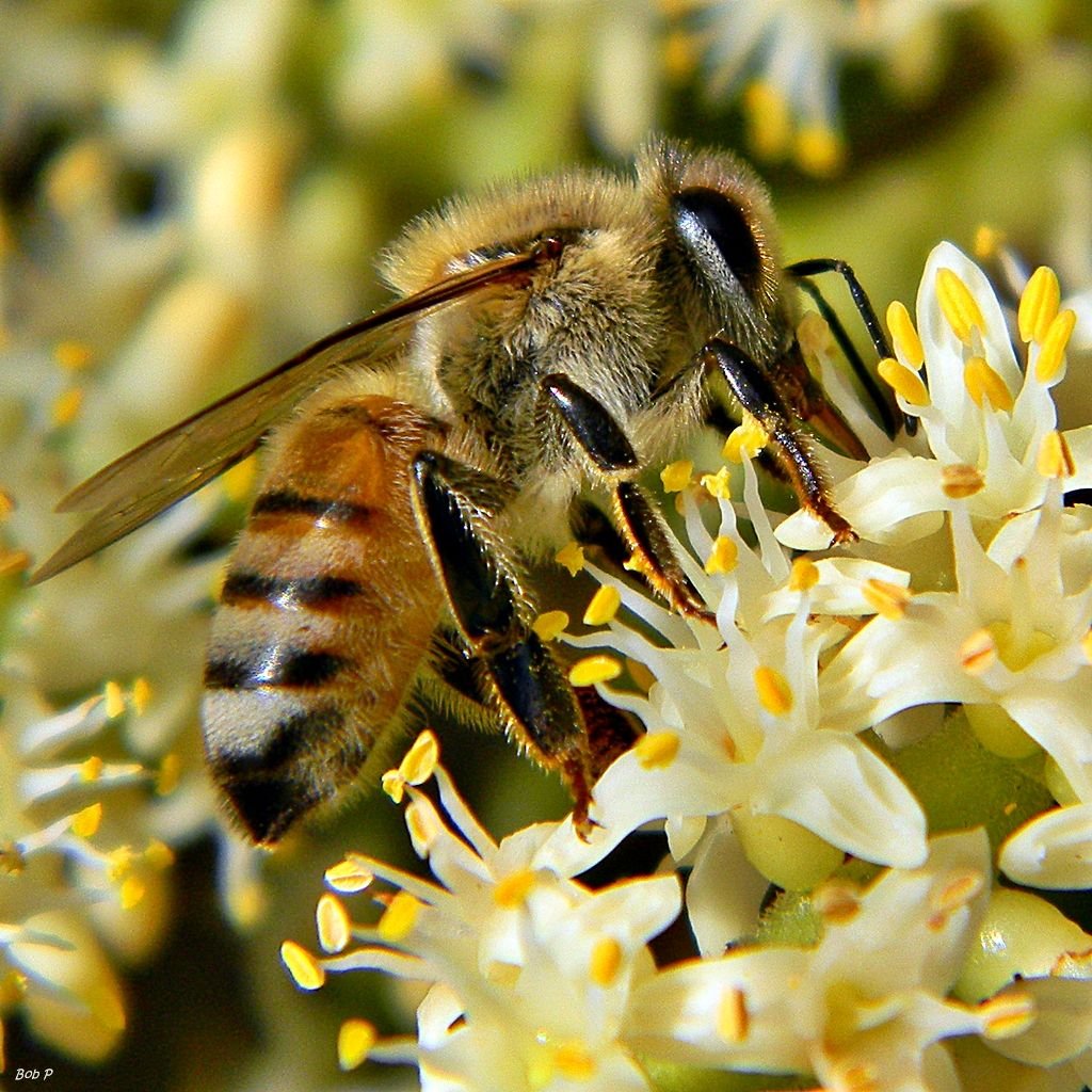 Honeybee foraging on saw palmetto blossoms, a native Florida forage plant relevant to statewide siting rules