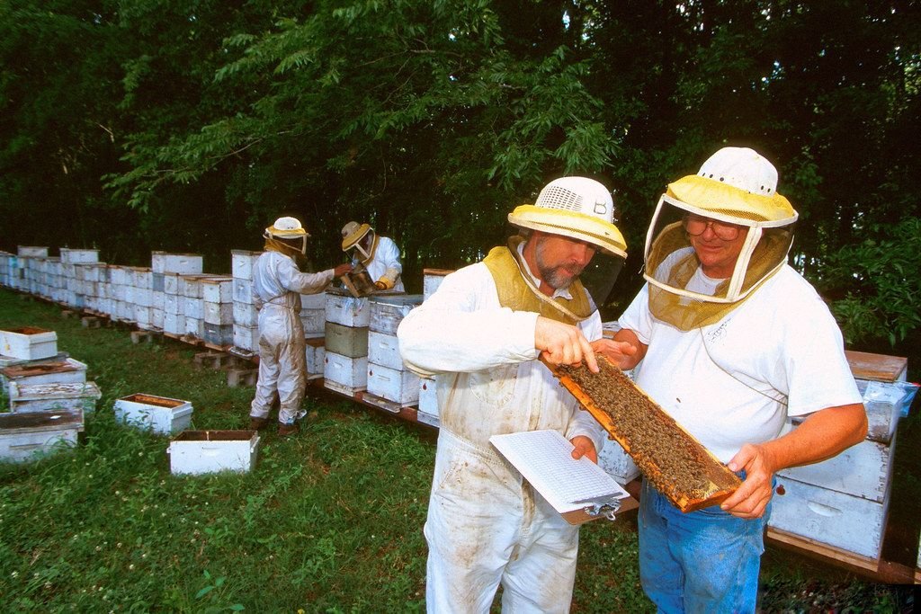 Apiary inspectors examining a frame of bees, illustrating the statewide inspection program Illinois registration data feeds into