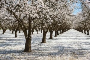 Rows of almond trees in full white bloom in a Butte County, California orchard during pollination season