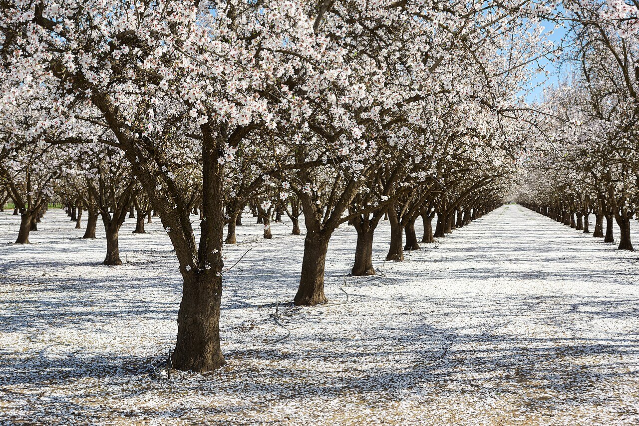 Rows of almond trees in full white bloom in a Butte County, California orchard during pollination season