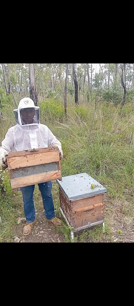 Beekeeper manually inspecting a hive frame by hand, the traditional method robotic hive monitoring aims to reduce
