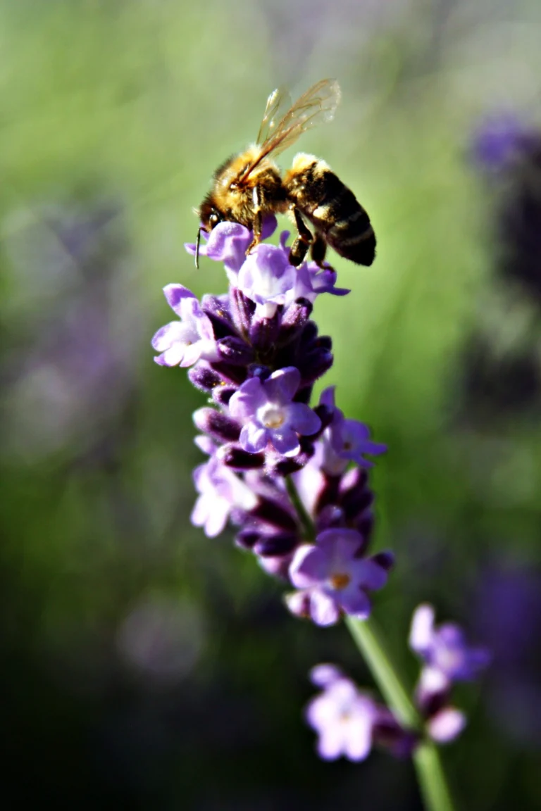 Abeille domestique butinant une fleur de lavande