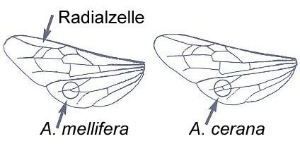 Diagram comparing the forewings of Apis mellifera and Apis cerana, showing the elongated radial cell used to distinguish the two species