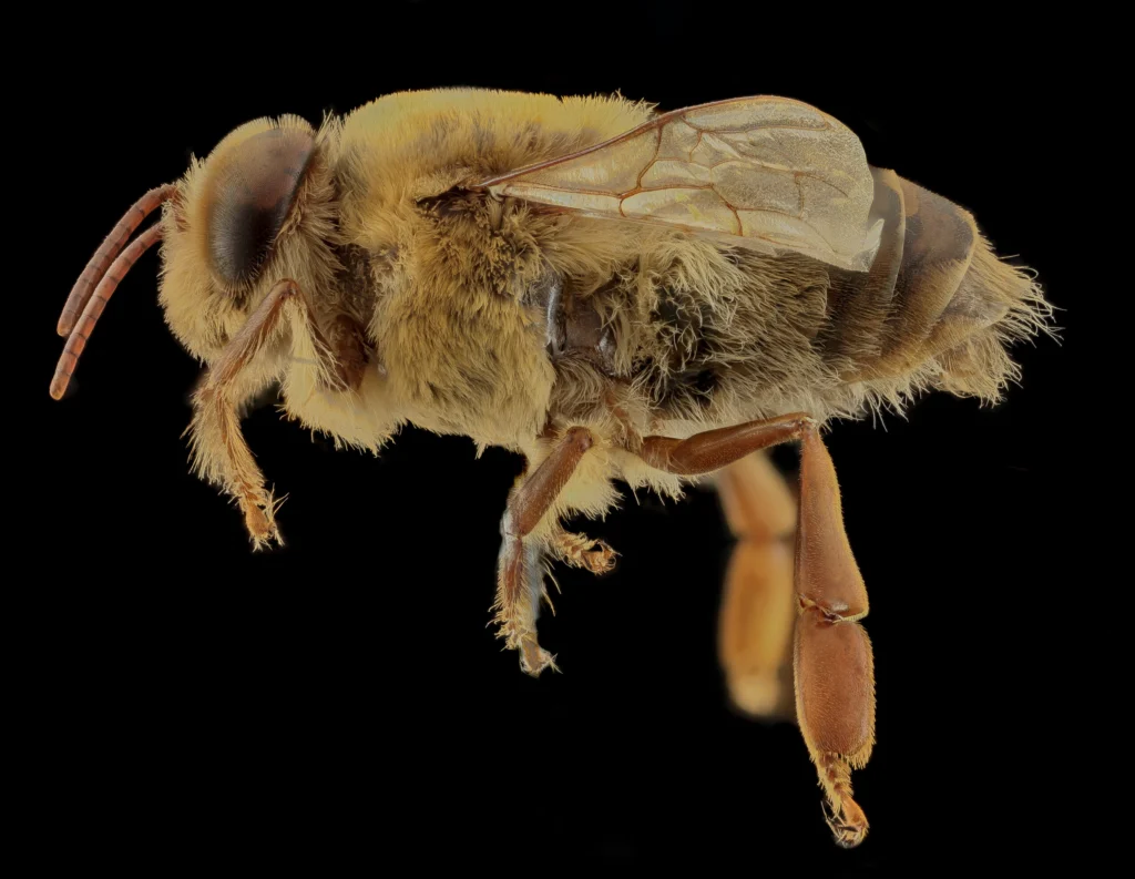 Close-up of a male honeybee drone, the sex that actually provides the semen collected for this program