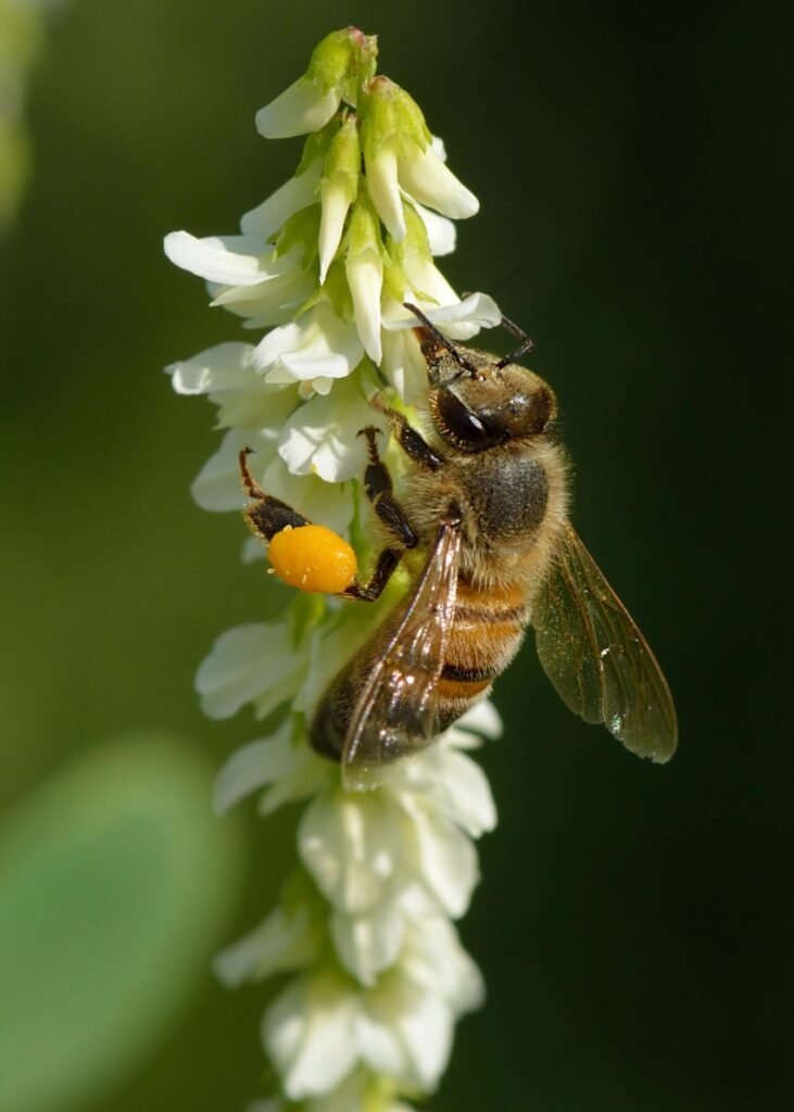 Close-up photo of a honey bee with an orange pollen load foraging on white sweet clover flowers