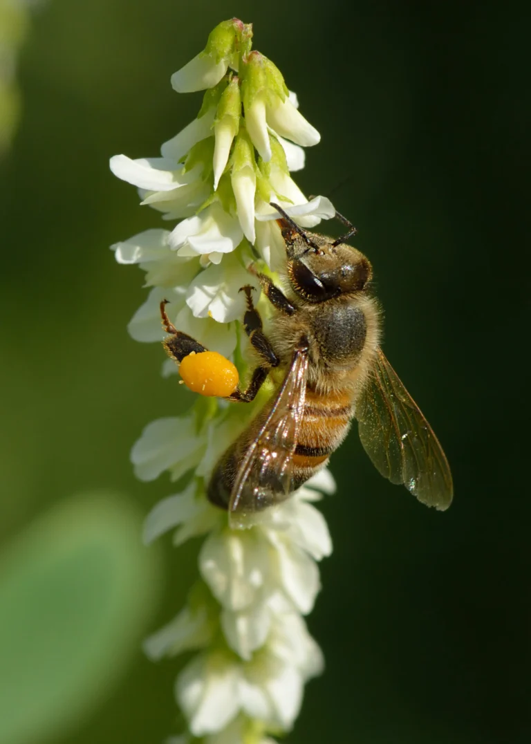 A honey bee foraging on white sweet clover flowers with a visible pollen basket, the kind of foraging trip a waggle dance reports back to the hive