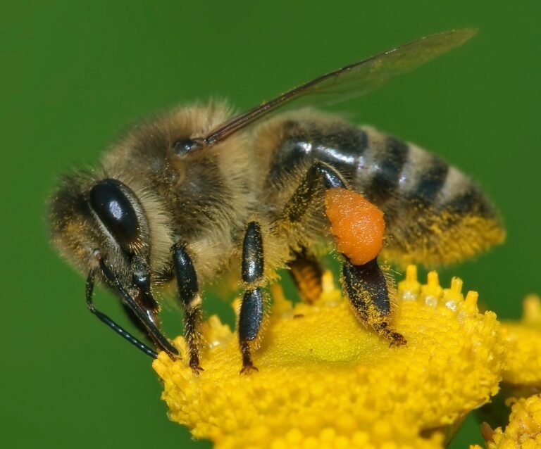 Gros plan sur une abeille domestique occidentale, Apis mellifera
