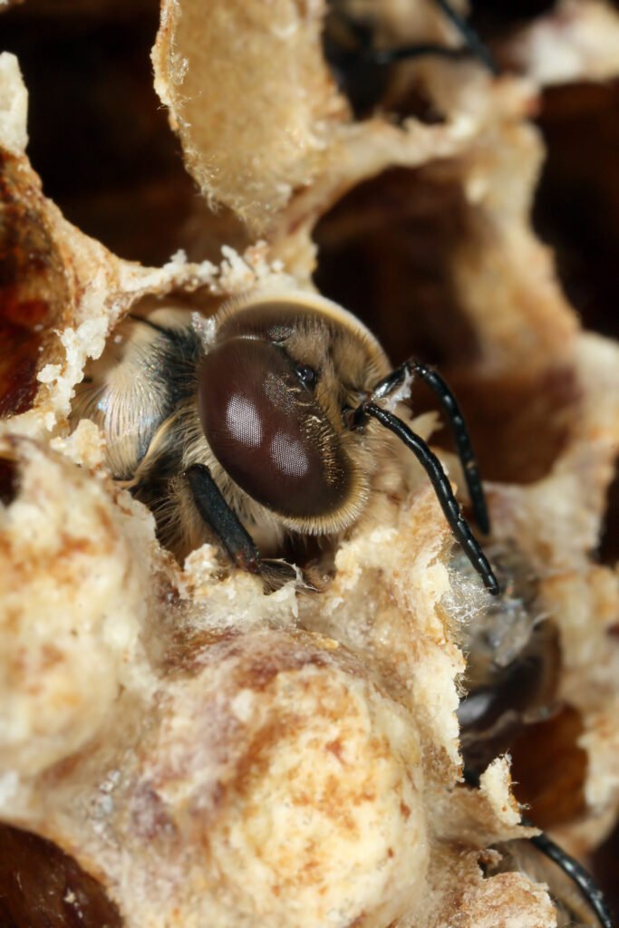 Carniolan honey bee drone, one of the subspecies native to Slovenia collected for the USDA germplasm program