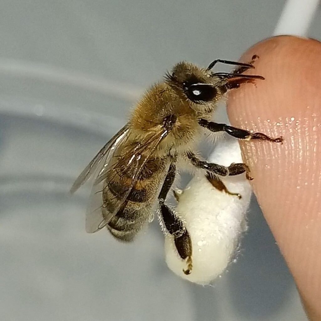 Close-up of a honey bee extending its proboscis to drink a sugar-water droplet, the same Pavlovian reward used to train bees to detect explosives