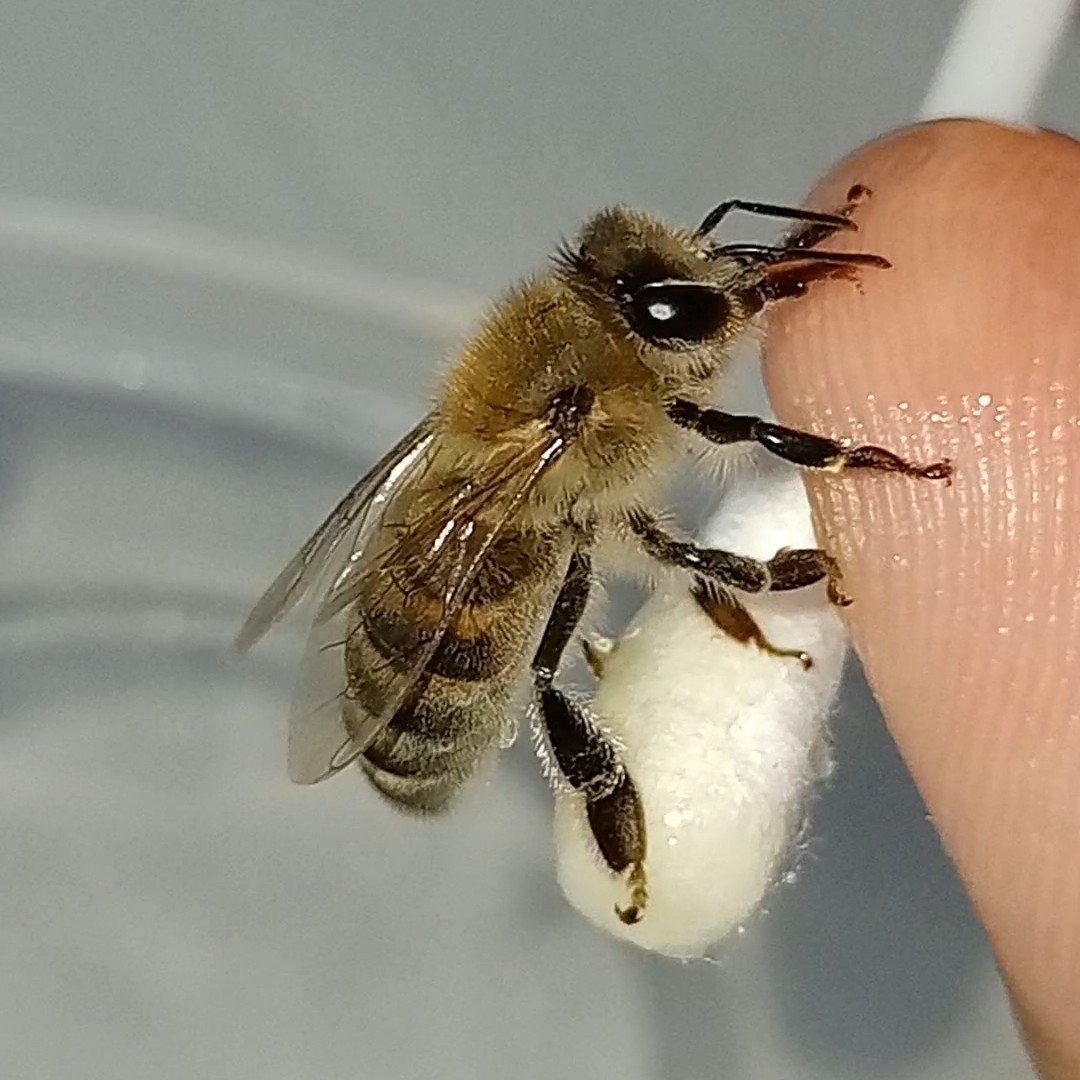Close-up of a honey bee extending its proboscis to drink a sugar-water droplet, the same Pavlovian reward used to train bees to detect explosives