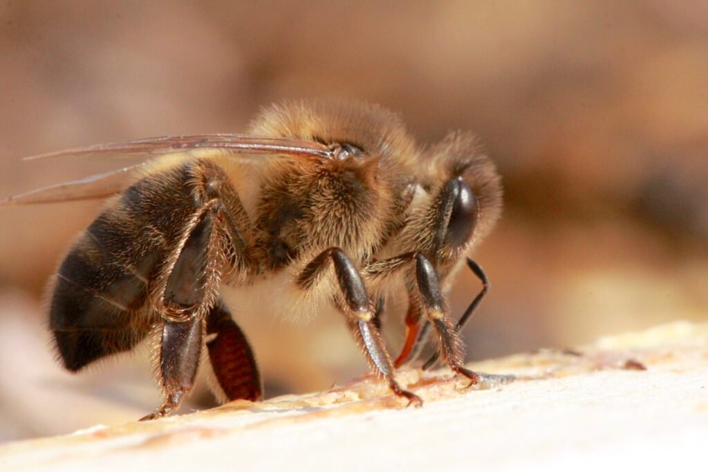 Apis mellifera mellifera, the native dark European honey bee protected on Colonsay and Oronsay