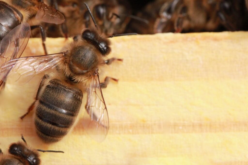 Close-up of a European dark bee (Apis mellifera mellifera) on honeycomb, showing the wide black abdomen with narrow felt stripes typical of the subspecies
