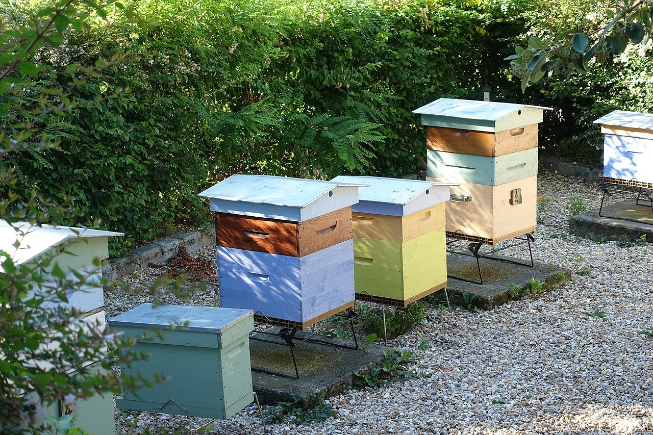 Colorful wooden beehive boxes in a gravel garden apiary in Paris, illustrating urban rooftop-style beekeeping