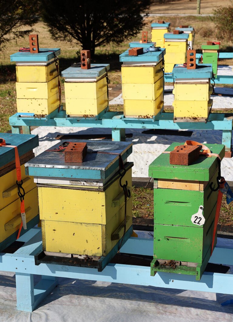 Wooden beehive boxes set up in a residential yard, the kind of freestanding personal property that a home sale contract needs to address explicitly.