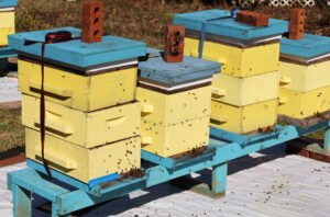 Beehive boxes in a field, the kind of hands-on setting 4-H beekeeping projects use to teach young people hive management.